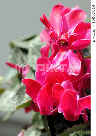 ガーデンシクラメン 10007614