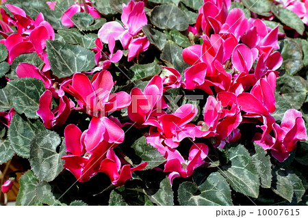 ガーデンシクラメン 10007615