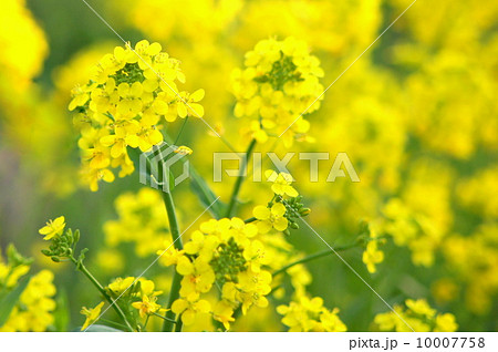 菜の花畑 10007758