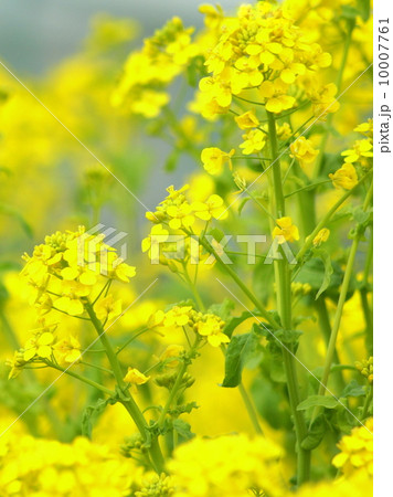 菜の花畑 菜の花畑 10007761