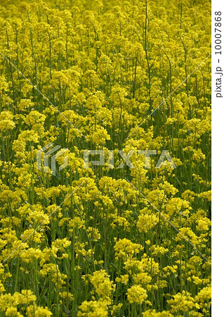 いいやま菜の花まつり 10007868