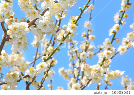 花,梅,初春,春,白梅 背景,風景,植物,かわいい,空,青空,木,晴れ,アップ,満開,枝,バックグラウンド,鮮やか,蕾,晴天,咲く,暖かい,早春,バラ科,3月,梅の花,梅林,梅園,見頃,2月 花びら 花,梅,初春,春,白梅 背景,風景,植物,かわいい,空,青空,木,晴れ,アップ,満開,枝,バックグラウンド,鮮やか,蕾,晴天,咲く,暖かい,早春,バラ科,3月,梅の花,梅林,梅園,見頃,2月 花びら 10008031