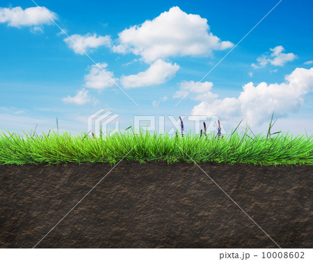 grass and soil 10008602