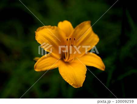 黄菅 黄菅 10009259