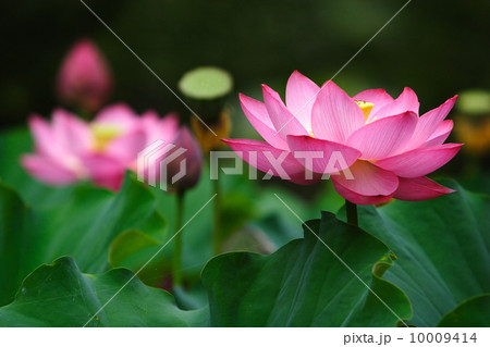 蓮の花 10009414