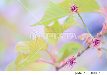 さくら散る さくら散る 10009480