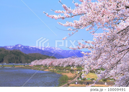 桜満開の角館・桧木内川堤 桜満開の角館・桧木内川堤 10009491