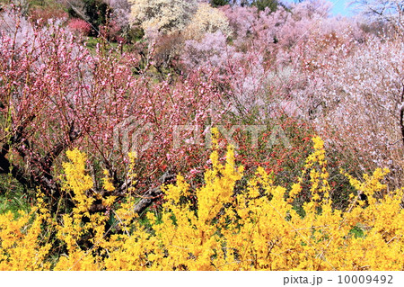 春の花見山 10009492