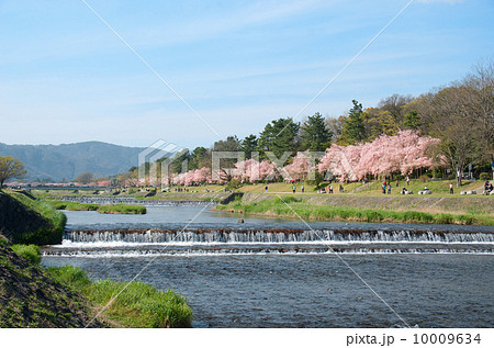 半木の道と枝垂れ桜 半木の道と枝垂れ桜 10009634