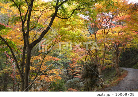 愛知県民の森の紅葉 10009709
