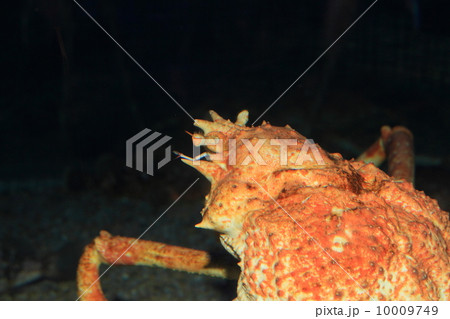 タカアシガニ 10009749