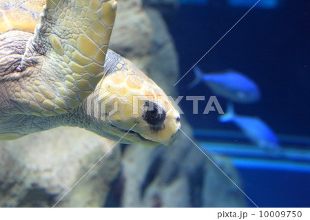 アカウミガメ アカウミガメ 10009750