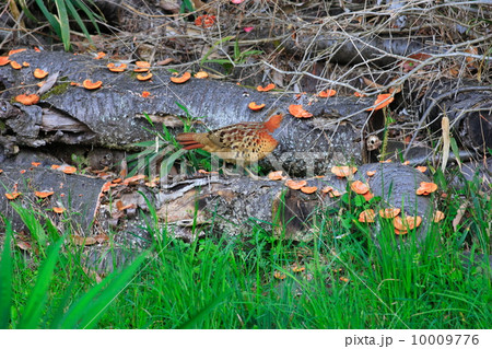 コジュケイ 10009776