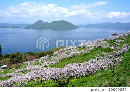 洞爺湖（とうやこ）と梅の花 10009835