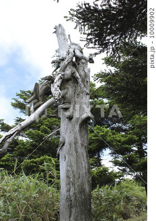 立ち枯れの木 10009902