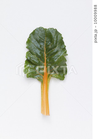 スイスチャード 10009988