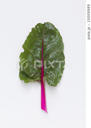 スイスチャード 10009989