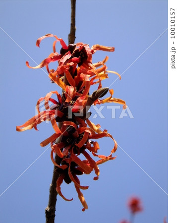 まんさく 10010157