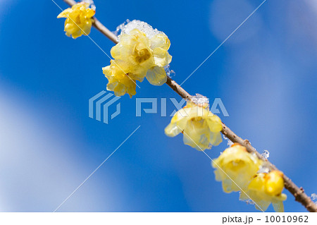 雪融けのロウバイ 10010962