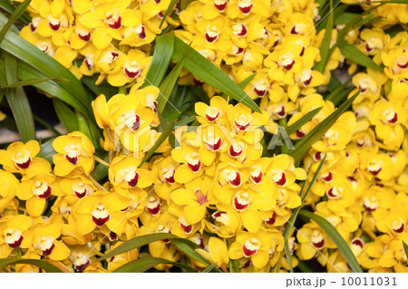 シンビジューム 10011031