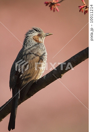 ヒヨドリ(Brown-eared bulbul) ヒヨドリ(Brown-eared bulbul) 10011214