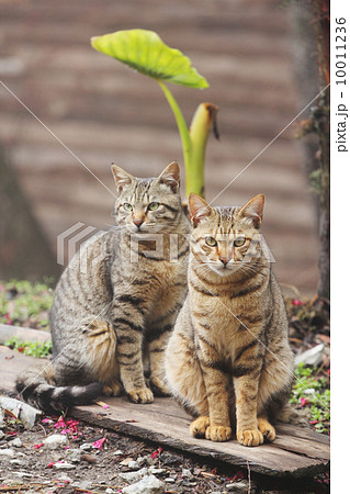 トラ縞 虎縞 猫科 10011236