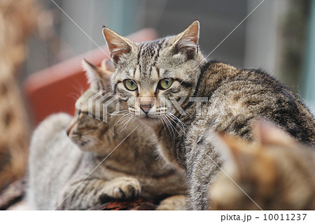 トラ縞 虎縞 猫科 10011237