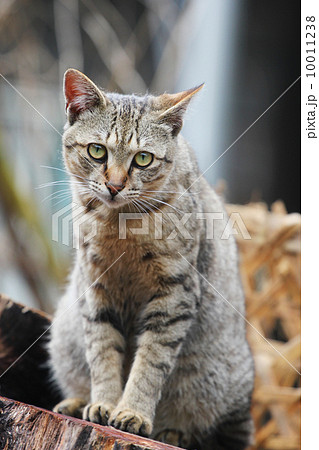 トラ縞 虎縞 猫科 10011238