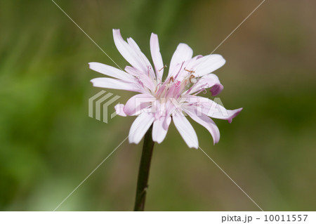 春の日差しを浴びて嬉しそうな桃色タンポポ 春の日差しを浴びて嬉しそうな桃色タンポポ 10011557