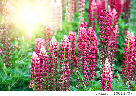 Beautiful Lupine and sunlight Beautiful Lupine and sunlight 10011707