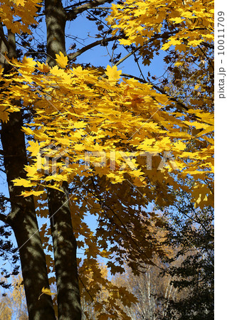 Beautiful autumn trees Beautiful autumn trees 10011709