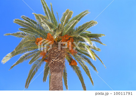 Palm tree with orange fruits on blue sky 10011791
