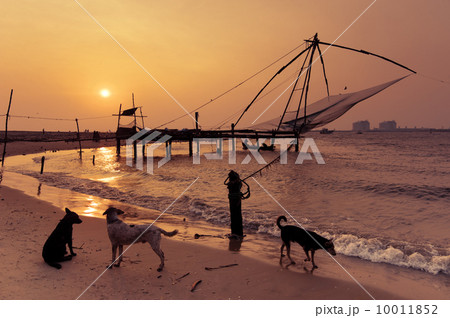 Tropical beach sunset with dogs at ocean coast 10011852