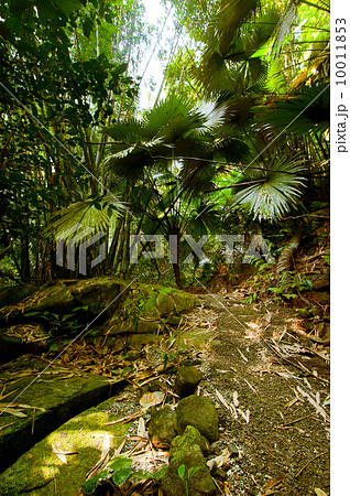 Rainforest. Palm trees and plants at jungle 10011853