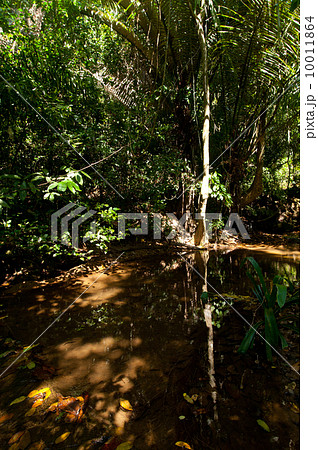 Rainforest. Palm trees and plants at jungle 10011864