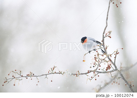 ウソ雄 10012074