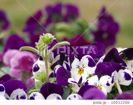ハコベとパンジー 10012200