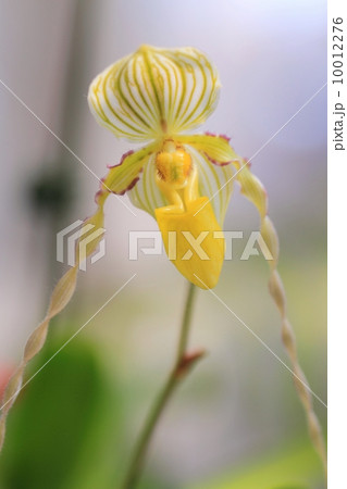 蘭（Paphiopedilum） 10012276