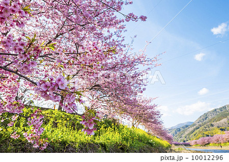 河津桜 河津桜 10012296