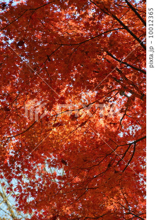 紅葉（高尾山／東京都八王子市） 10012365