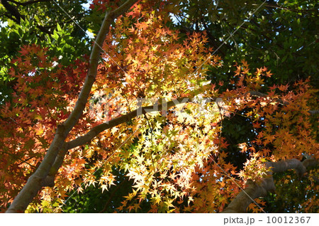 紅葉（高尾山／東京都八王子市） 10012367