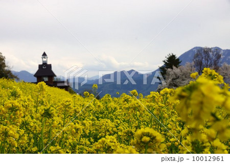 いいやま菜の花まつり 10012961