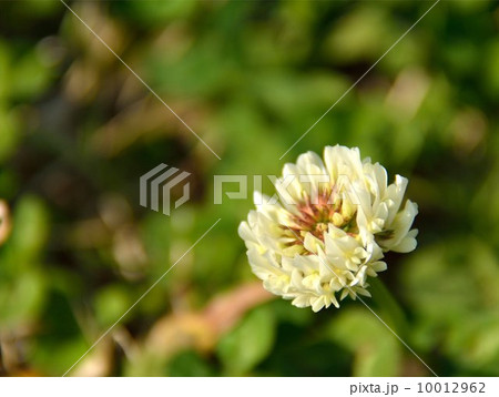 シロツメクサ シロツメクサ 10012962