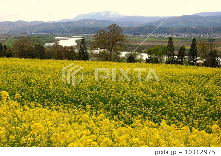 いいやま菜の花まつりと千曲川 10012975