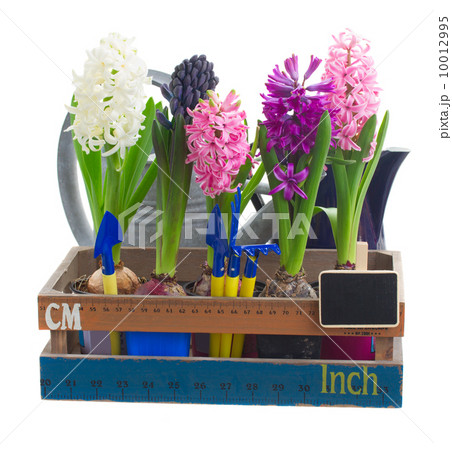 set of hyacinth flowers set of hyacinth flowers 10012995