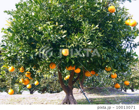 鈴なりの完熟不知火：デコポン 10013071