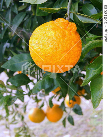 不知火:デコポン 不知火:デコポン 10013088