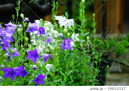 大原　宝厳院の桔梗3 10013137