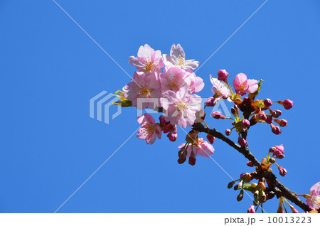 咲き始めた「河津桜」（里見公園／千葉県市川市国府台） 10013223