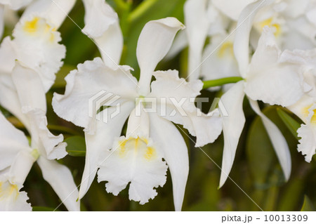 カトレアの花 10013309